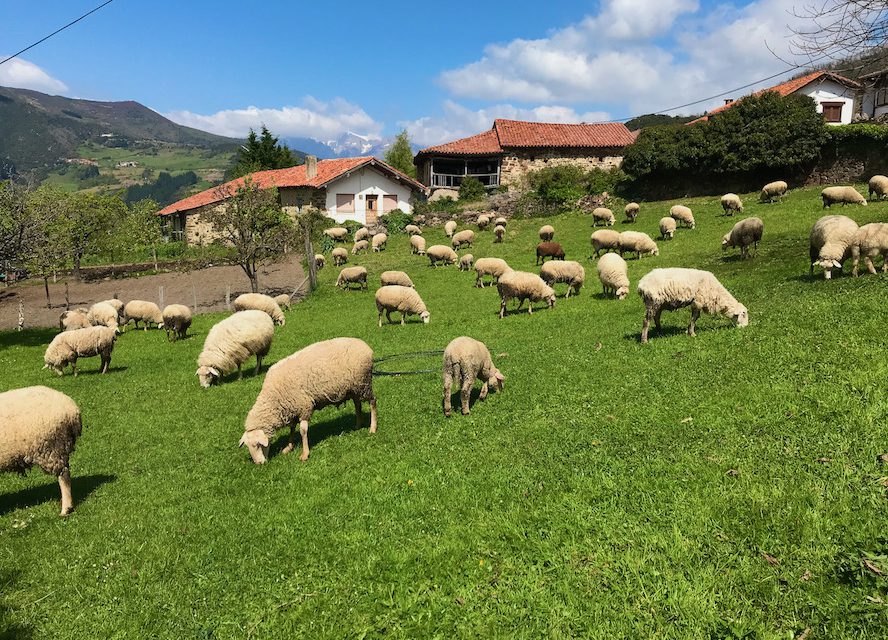Experiencia lanera en Cantabria
